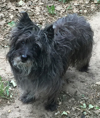 Medium Photo #1 Cairn Terrier Puppy For Sale in Romoland, CA, USA