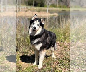 Siberian Husky-Unknown Mix Dogs for adoption in Holly Springs, NC, USA