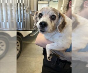 Mutt Dogs for adoption in Saginaw, MI, USA