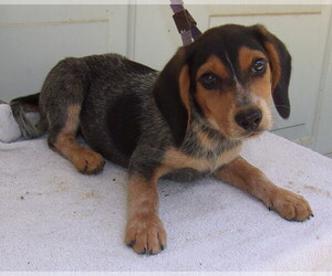 Beagle Dogs for adoption in Birch Tree, MO, USA