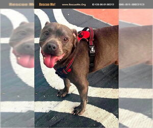 American Staffordshire Terrier Dogs for adoption in Benton, PA, USA