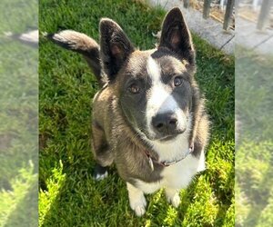 Border Collie-Unknown Mix Dogs for adoption in Ogden, UT, USA