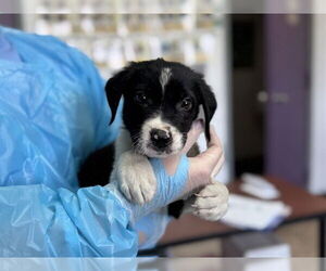 Labrador Retriever-Unknown Mix Dogs for adoption in Raleigh, NC, USA