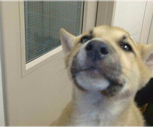 Mutt Dogs for adoption in Sacramento, CA, USA