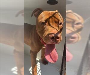 American Pit Bull Terrier Dogs for adoption in Houston, TX, USA