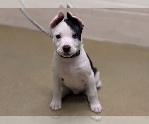 American Pit Bull Terrier-Bull Terrier Mix Dogs for adoption in Moreno Valley, CA, USA