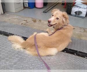 Australian Retriever Dogs for adoption in Columbus, IN, USA