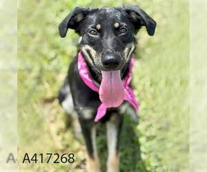 Doberman Pinscher-German Shepherd Dog Mix Dogs for adoption in Conroe, TX, USA