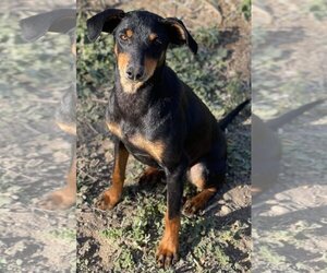 Doxie-Pin Dogs for adoption in Alta Loma, CA, USA