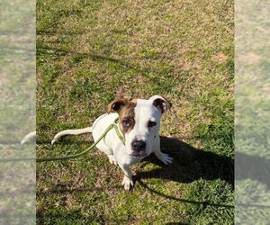 Boxer-Unknown Mix Dogs for adoption in Woodbury, NY, USA