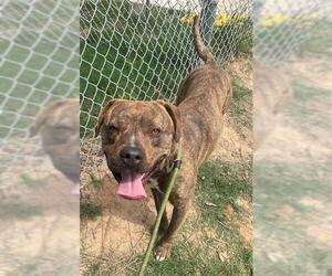 American Pit Bull Terrier Dogs for adoption in Augusta, GA, USA