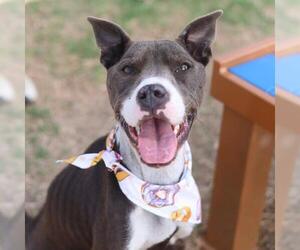 American Staffordshire Terrier-Unknown Mix Dogs for adoption in San Antonio, TX, USA