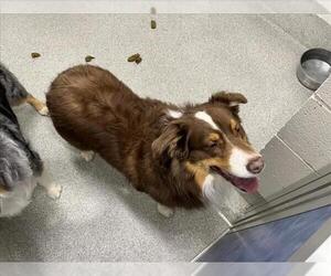 Australian Shepherd Dogs for adoption in Fort Collins, CO, USA