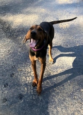 Black and Tan Coonhound Dogs for adoption in Longview, TX, USA