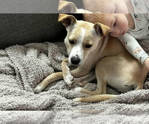 Jack-A-Bee Dogs for adoption in Princeton, MN, USA