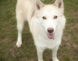 Medium Photo #1 Siberian Husky-Unknown Mix Puppy For Sale in Harvard, IL, USA