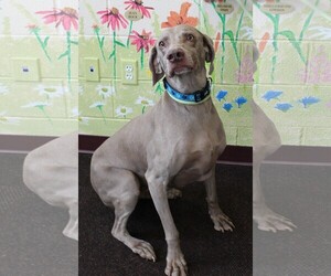 Weimaraner Dogs for adoption in Waynesboro, PA, USA
