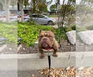 American Pit Bull Terrier Dogs for adoption in Tracy, CA, USA