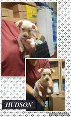 Schweenie Dogs for adoption in Mesa, AZ, USA