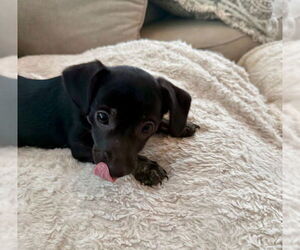 Mutt Dogs for adoption in Plainfield, IL, USA