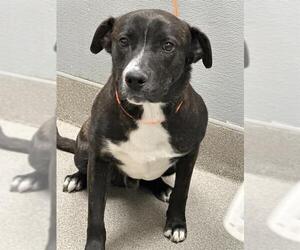 American Pit Bull Terrier-Unknown Mix Dogs for adoption in Las Vegas, NV, USA