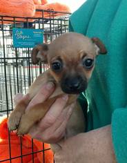 Medium Photo #1 Chihuahua Puppy For Sale in danville, CA, USA