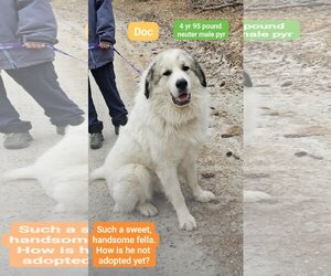 Great Pyrenees Dogs for adoption in Croydon, NH, USA