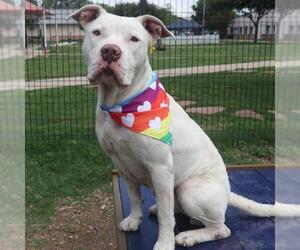 American Staffordshire Terrier-Unknown Mix Dogs for adoption in San Antonio, TX, USA