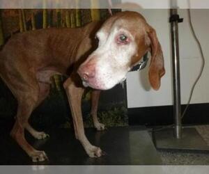 Vizsla Dogs for adoption in Henderson, NV, USA