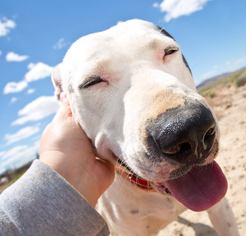 American Pit Bull Terrier Dogs for adoption in Carson City, NV, USA
