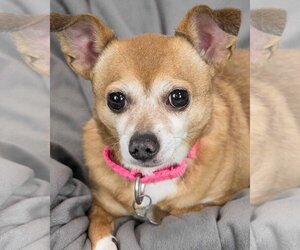 Chihuahua-Unknown Mix Dogs for adoption in Kennesaw, GA, USA
