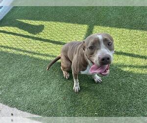 American Staffordshire Terrier-Unknown Mix Dogs for adoption in Grand Prairie, TX, USA