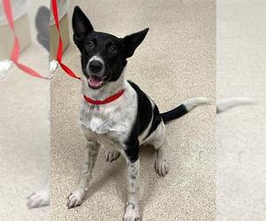 Australian Cattle Dog-Border Collie Mix Dogs for adoption in Riverside, CA, USA