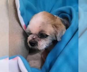 Shih Tzu Dogs for adoption in Spring, TX, USA