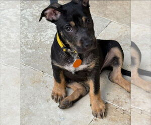 Mutt Dogs for adoption in Royal Palm Beach, FL, USA