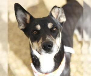 Labrador Retriever-Unknown Mix Dogs for adoption in San Antonio, TX, USA