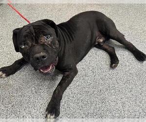 American Pit Bull Terrier Dogs for adoption in Houston, TX, USA