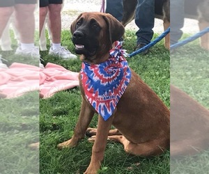 Mastiff-Unknown Mix Dogs for adoption in Mattoon, IL, USA