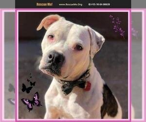 Bulloxer Dogs for adoption in Cave Creek, AZ, USA