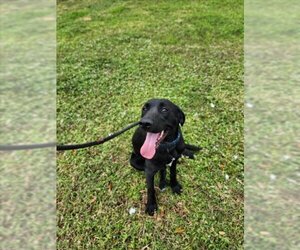 Labrador Retriever Dogs for adoption in Vero Beach, FL, USA