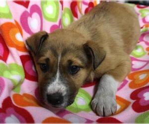 Mutt Dogs for adoption in Thief River Falls, MN, USA