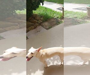 Schweenie Dogs for adoption in Wakefield, RI, USA