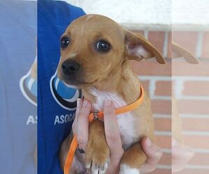 Chihuahua-Unknown Mix Dogs for adoption in Carrollton, TX, USA