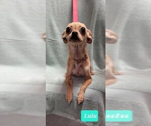 Chihuahua Dogs for adoption in Richmond, IN, USA