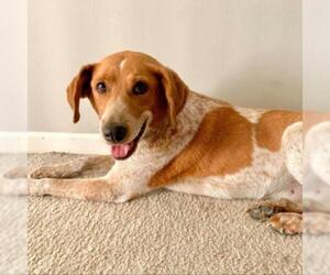 Brittany Dogs for adoption in Drexel, MO, USA