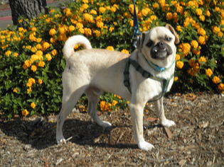 Pug Dogs for adoption in Imperial Beach, CA, USA