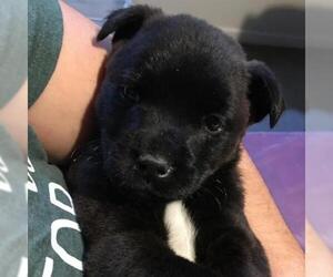 Schipperke Dogs for adoption in Von Ormy, TX, USA