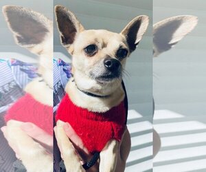 Chihuahua Dogs for adoption in Calverton, NY, USA