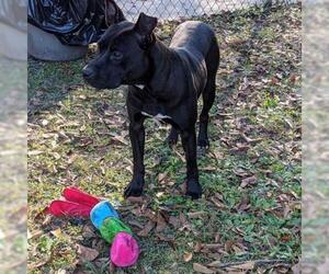 American Staffordshire Terrier Dogs for adoption in Gainesville, FL, USA