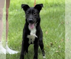 Mutt Dogs for adoption in Yardley, PA, USA